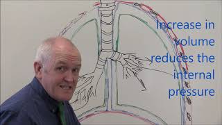 Respiratory System 3 Pleural membranes [upl. by Marcell972]