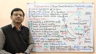 Diabetes Mellitus Part10 Mechanism of Action of Sulfonylurease  Antidiabetic Drugs  Diabetes [upl. by Zeret]