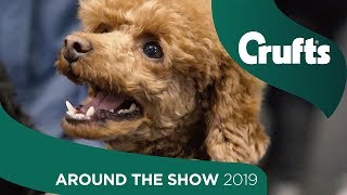 Around the Show on Day 4  Crufts 2019 [upl. by Ytak]