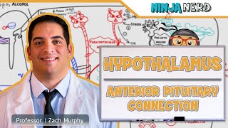 Endocrinology  Hypothalamus Anterior Pituitary Connection [upl. by Rudin]