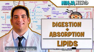 Gastrointestinal  Digestion amp Absorption Of Lipids [upl. by Ansaev548]