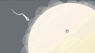 Formation of Gametes [upl. by Pejsach]