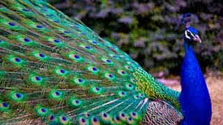 Peacock  One of the Most Beautiful Bird [upl. by Ebenezer810]