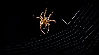 Spider Web Building Timelapse  BBC Earth [upl. by Acsisnarf]