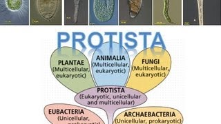 Kingdom Protista [upl. by Yruoc]