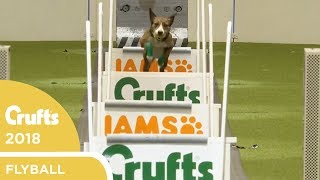 Flyball  Team QuarterFinals  Crufts 2018 [upl. by Bernt]