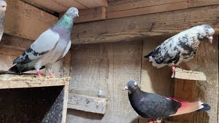 My Pigeons Tipplers [upl. by Tarr]