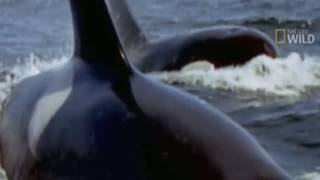 KILLER WHALES vs GREAT WHITE SHARK  Orca whale kills great white amp eats it [upl. by Aret]