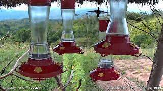 New Colombia Hummingbird Feeder Camera [upl. by Yortal]