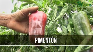 Como se Desarrolla la Produccion del Pimenton  TvAgro por Juan Gonzalo Angel [upl. by Kenweigh]