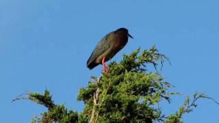 Green Heron quotsingingquot [upl. by Dnalevets]