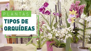 10 tipos de orquídeas y sus características  Plantas en VERDECORA [upl. by Honan]