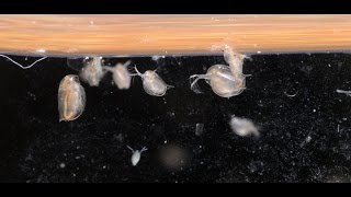 Culturing DaphniaTuesday Tip [upl. by Meyeroff347]