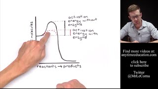 How Do Enzymes Work Activation Energy [upl. by Ferdie]