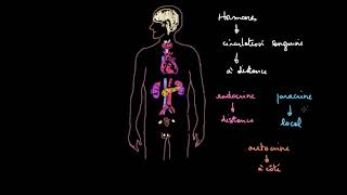 Introduction au système endocrinien [upl. by Yadrahs540]