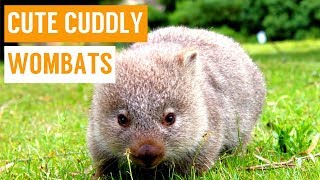 Cuddly Baby Wombat Compilation [upl. by Bobine683]