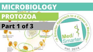 Protozoa  Microbiology  USMLE STEP 1  Part 1 of 3 [upl. by Niawtna539]