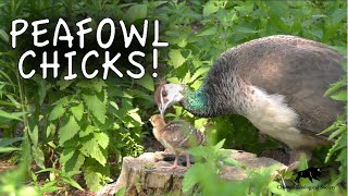 Peafowl Chicks Hatch at Brookfield Zoo [upl. by Apur993]