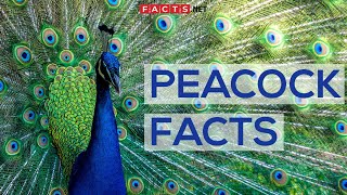 Interesting Facts About Peacocks And Peahens Or The Peafowls [upl. by Amelie402]