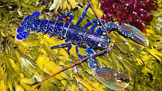 Coastal Foraging at Night  Lobster Crab and more incredible creatures  Lobster Cook up [upl. by Encrata]