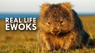 Wombats Look Like Real Life Ewoks [upl. by Edina]