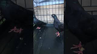 The difference between roller pigeon and tippler pigeon [upl. by Haropizt]