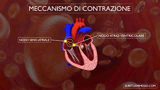 Sistema di conduzione del cuore [upl. by Keavy]