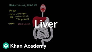 Digestive System Organs and Functions [upl. by Philipps]