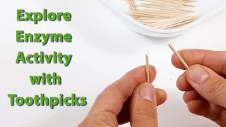 Explore Enzyme Activity with Toothpicks  STEM Activity [upl. by Vachill301]