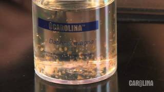 How to Care for Daphnia [upl. by Potts]