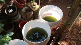 How to grow Green Water Algae [upl. by Ainyt]