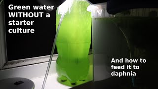 Green Water WITHOUT a Starter Culture  From Scratch  How To [upl. by Netram242]