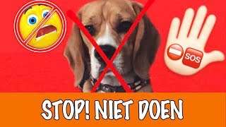 Doe dit nooit met honden  DierenpraatTV [upl. by Malamut138]