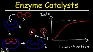 Enzymes  Catalysts [upl. by Lattimer77]