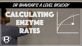 A level biology How to calculate enzyme rates [upl. by Annahsad457]