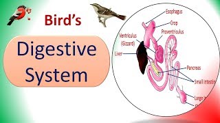 Digestive System  Birds  Structure amp Physiology [upl. by Nosduh439]