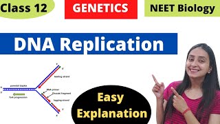 DNA Replication  Molecular Basis of Inheritance  Class 12 Genetics [upl. by Eiramalegna]