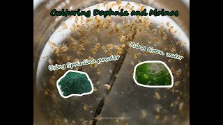 How To Culture Daphnia and Moinas using Green Water Spirulina powder [upl. by Creighton970]