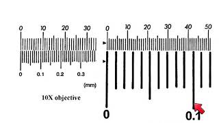 AS Biology  How to calibrate a microscope [upl. by Korten28]