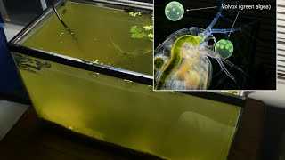 Raising Daphnia for the Freshwater Aquarium [upl. by Onnem]