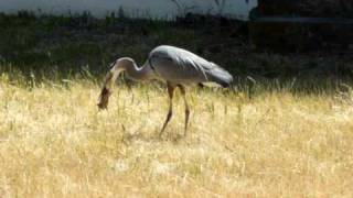 Blue Heron catches and eats Gopher [upl. by Kerek]