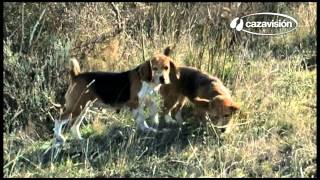 Caça ao coelho com cães de rasto [upl. by Teragram909]