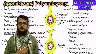 Apomixis and Polyembryony  class 12 [upl. by Nnyltiak]