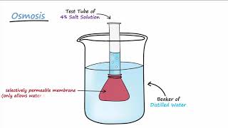 Diffusion amp Osmosis [upl. by Anner]