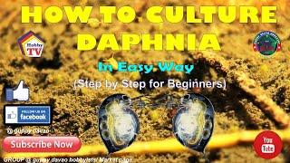 HOW TO CULTURE DAPHNIA In Easy Way [upl. by Shiri181]