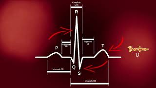 Los Mitocondrios  Electrocardiograma ECG [upl. by Kappel]