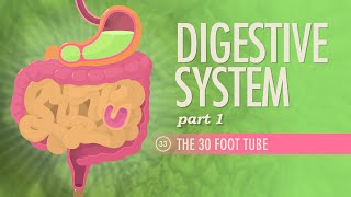 Digestive System Part 1 Crash Course Anatomy amp Physiology 33 [upl. by Ilamad616]