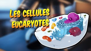 Biologie  Les cellules eucaryotes [upl. by Mulloy993]