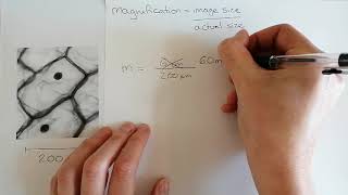 Calculating magnification Microscope calculations [upl. by Aneelas]